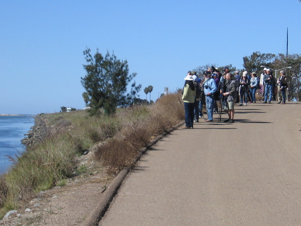 People enjoying the annual Bird Festival at Marina Village have walked to the San Diego River Estuary where many aquatic birds congregate.