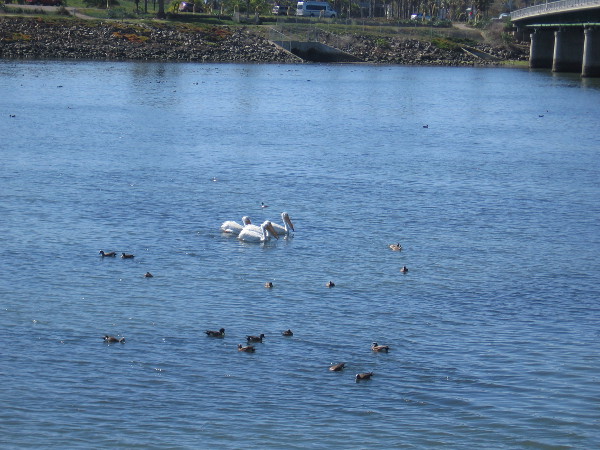 The San Diego Audubon Society offers many birdwatching opportunities. The organization also has a conservation program.