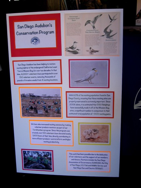 Poster at the Bird Festival shows how the San Diego Audubon Society is helping to restore the nesting habitat of the endangered California Least Tern in Mission Bay.