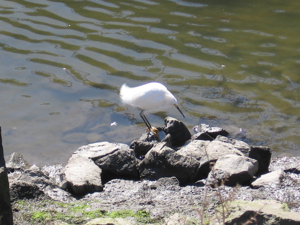 I believe this little guy on the bank of the San Diego River is a snowy egret.