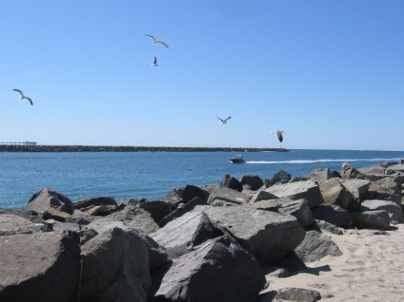 Gulls wheel over the entrance channel as a boat comes into Mission Bay.