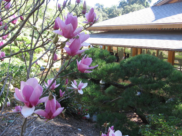 Flowers at the Japanese Friendship Garden near the Inamori Pavilion, where the Art in Bloom exhibition is located.