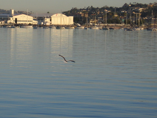 A gull passes over smooth water one morning, as the Coast Guard station shines in early sunlight.