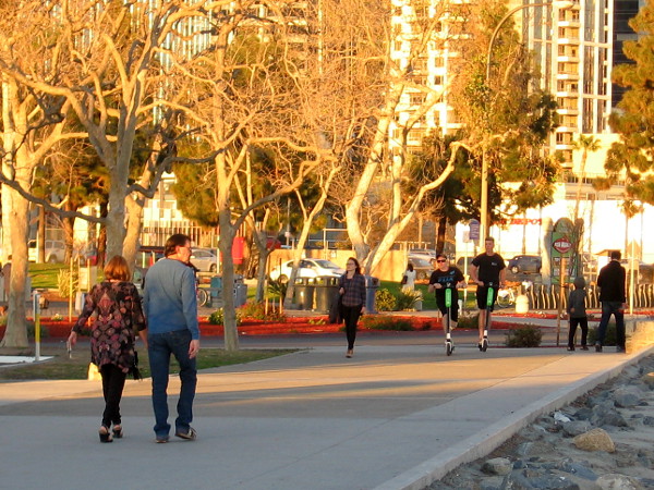 Trees at Tuna Harbor Park have turned golden just before sunset.