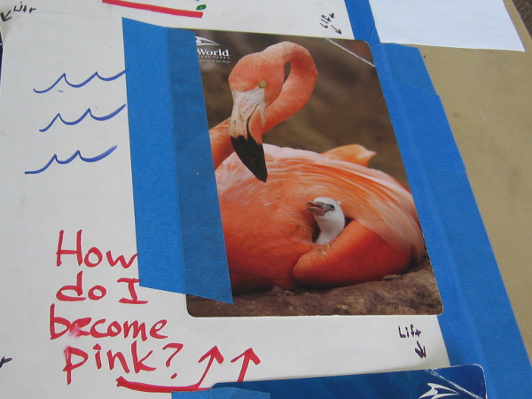 How does a flamingo become pink.