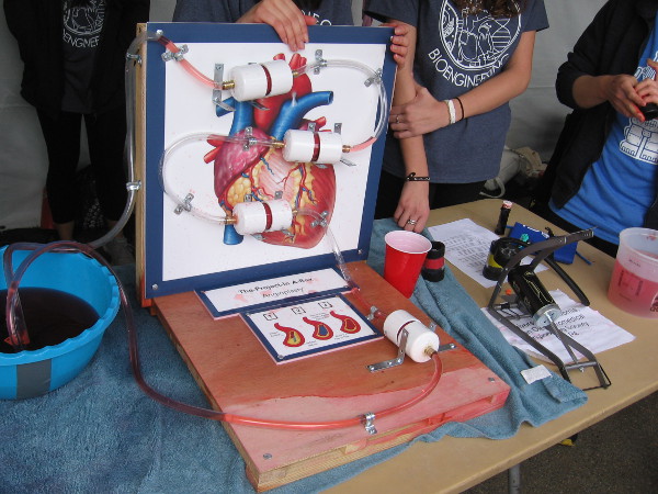 How does your heart work. How do you keep it healthy.