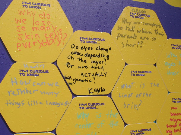 How can we remember many things like language. Why are some people so tall when their parents are so short.