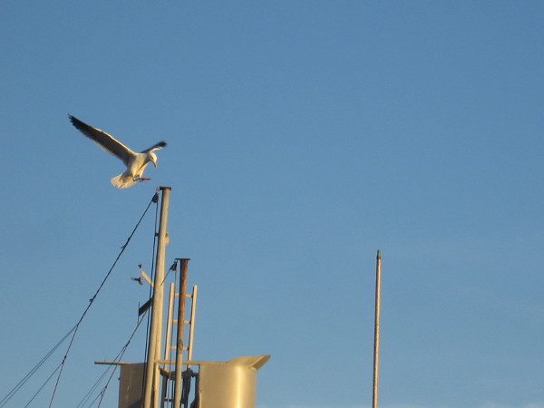 A gull ready to alight upon a mast.