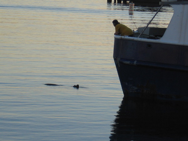 A fisherman and sea lion regard each other.