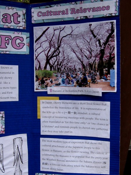 Cherry blossoms in Japanese culture represent the transience and beauty of life.