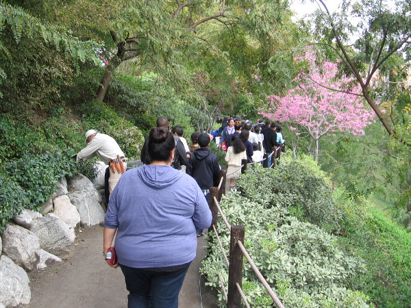 A master gardener at work pruning on the Sunday of the Cherry Blossom Festival.