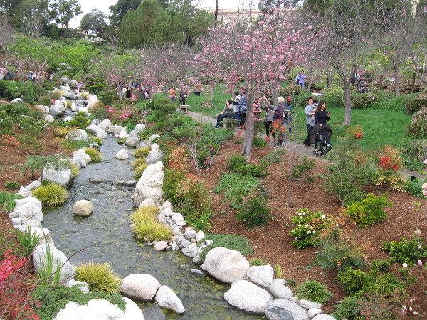 A beautiful stream runs past many clouds of pink.