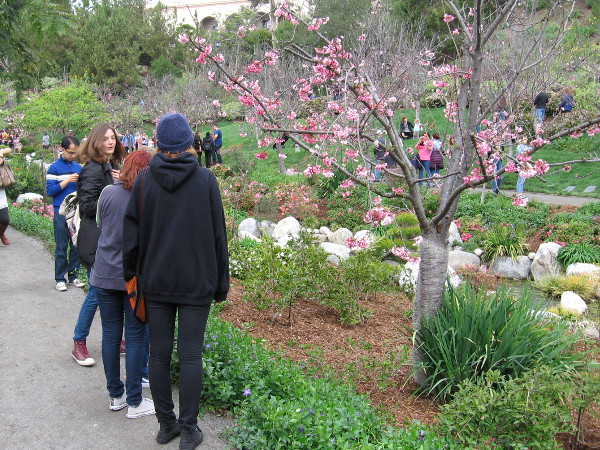 Every year, the Cherry Blossom Festival promises lots of fun, good food and exquisite natural beauty!
