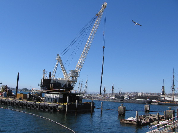 A gull circles overhead as a long, dripping wet pile is carefully lifted skyward!