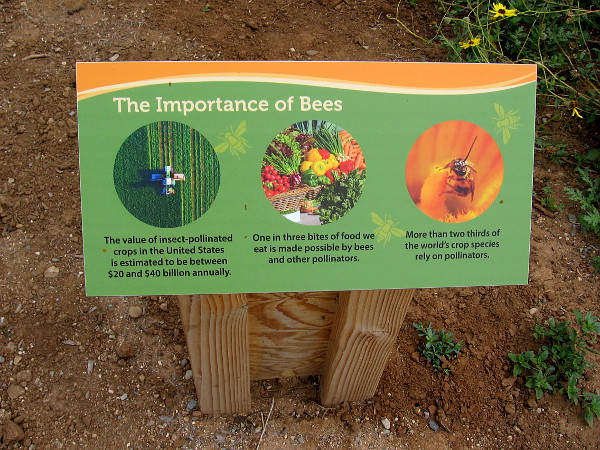 Bees are extremely important. More than two thirds of the world's crop species rely on pollinators.