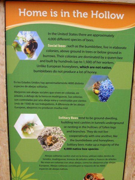 Solitary bees don't live in colonies. They often seek out hollows of fallen logs, bark and branches. They make up a majority of the 4000 bee species in the United States.