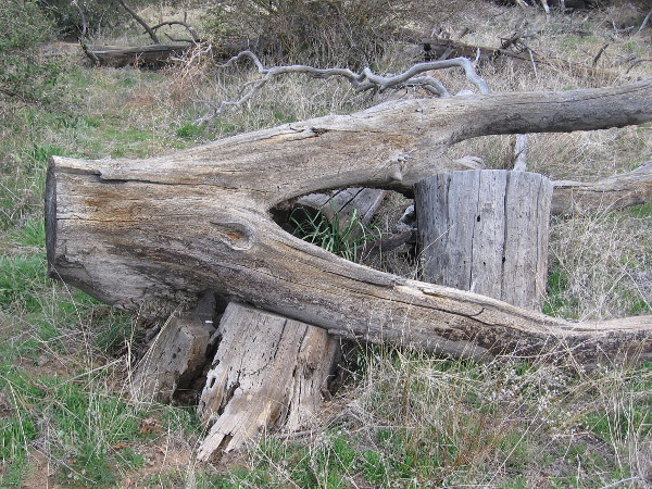 Jumbled sawn trunks often appear like abstract works of art.