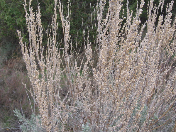 Wild, delicate beauty.