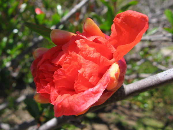 A gorgeous spring bloom in the Japanese Friendship Garden.