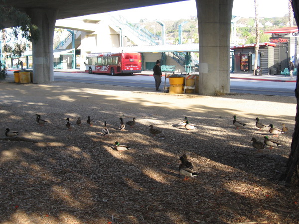 Dozens of tame river ducks like to gather by the bus station to eat crumbs offered by humans.