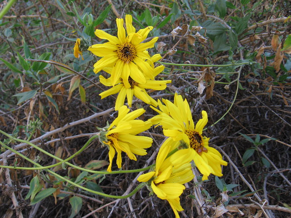Wild, ragged sunflower blossoms ablaze in morning light.