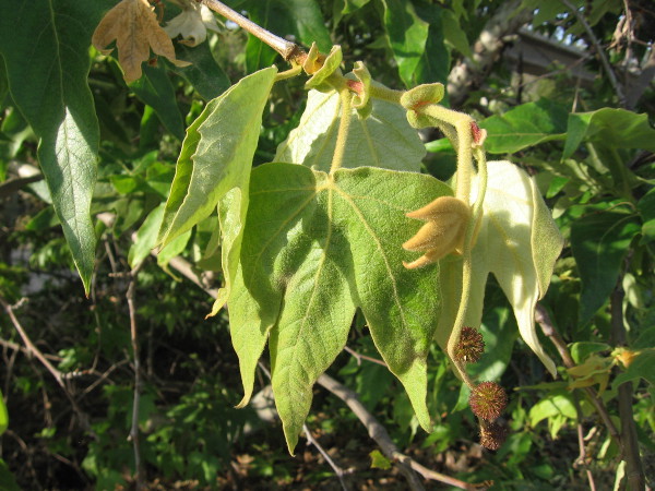 Fresh green sycamore leaves by the walking path.