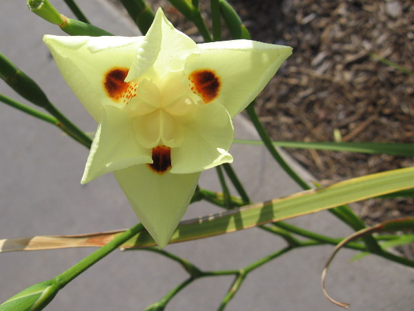 A perfect bloom planted near the Hazard Center shopping center, contrasted with bare concrete.