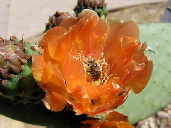 A bee visits a prickly pear blossom near the Old Town Blacksmith Shop.