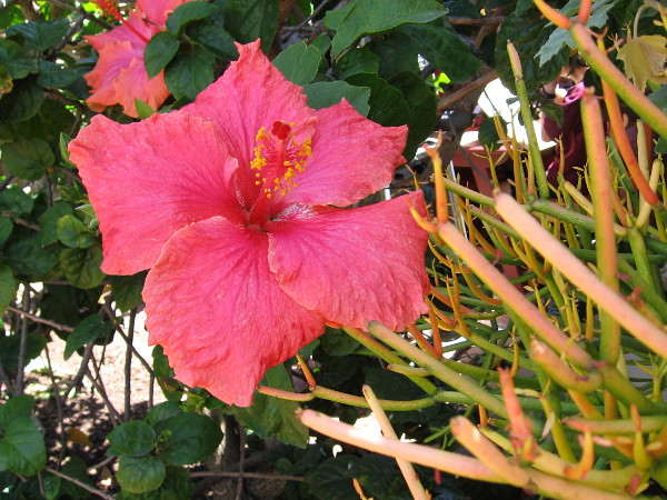 A red hibiscus behind the Fiesta de Reyes stage where visitors can watch colorful Mexican baile folklórico dancing.