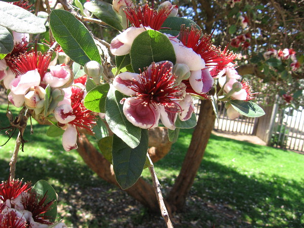 A tree has beautiful blooms near the historic Mason Street Schoolhouse.