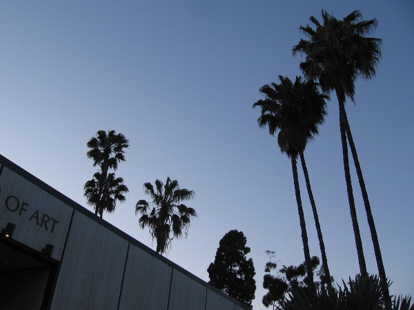 Darkening palm trees above the Timken Museum of Art in Balboa Park. Perhaps some bats are hanging out in these.