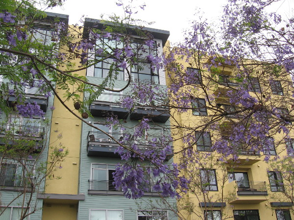 Many jacaranda trees add color to downtown San Diego's Cortez Hill neighborhood.