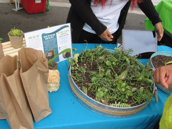 Visitors to the Jacaranda Flower Fest could propagate a succulent cutting in a small pot.