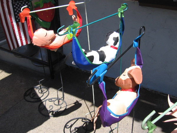 Three lazy dogs in hammocks. It's not quite the dog days of summer--not yet!