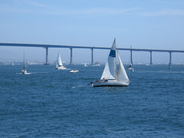 Lots of sails between blue sky and gentle San Diego Bay.