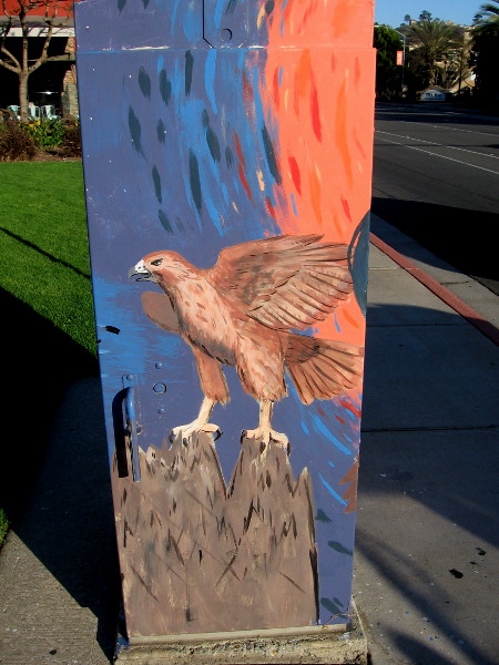 A very cool eagle or hawk near the intersection of Fenton Parkway and Friars Road.