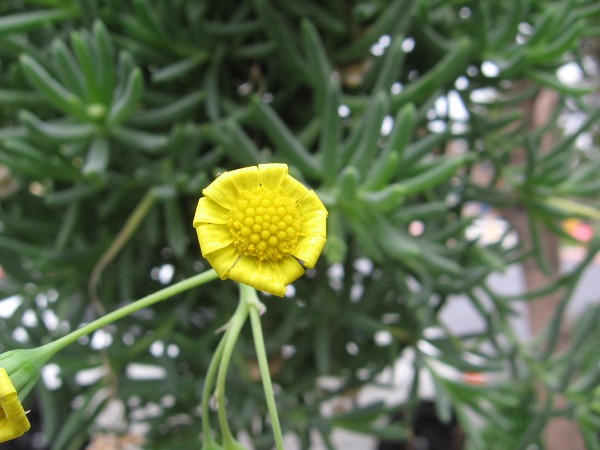 There are many flowers on Cortez Hill along linear Tweet Street Park.
