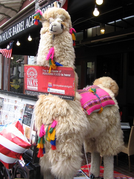 I'm not sure if this is a fluffy llama or alpaca. It stands guard in front of Inka's Bar and Grill in the Gaslamp.