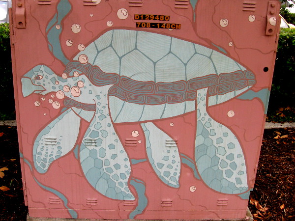 A sea turtle swims though Mission Valley.