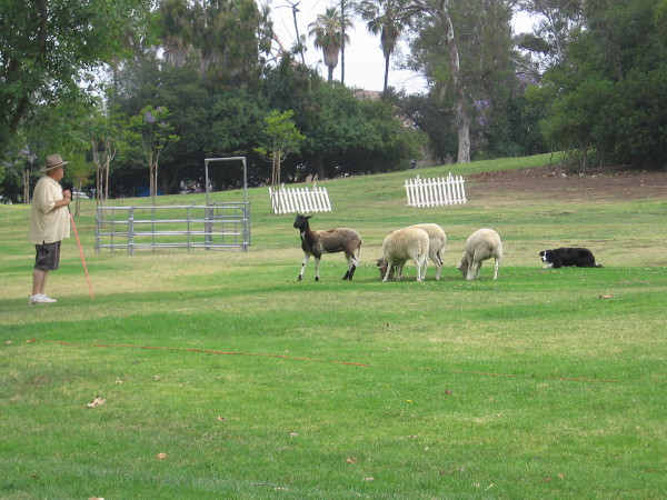 A shepherd uses a whistle to command a sheep dog to herd four sheep.