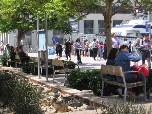 Many people were out on the Embarcadero today enjoying wonderful San Diego.