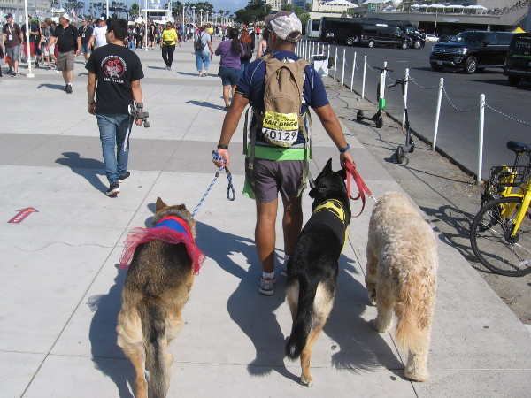 Some cosplay pooches are part of the big spectacle.