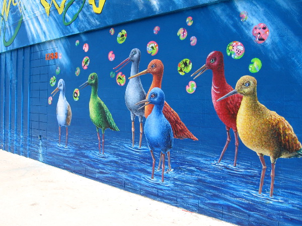 And lots of super colorful shore birds.