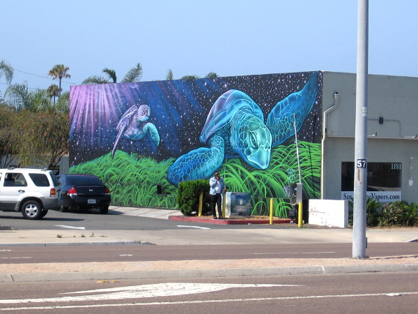 I spotted a couple of native Eastern Pacific green sea turtles across Palm Avenue near 12th Street!