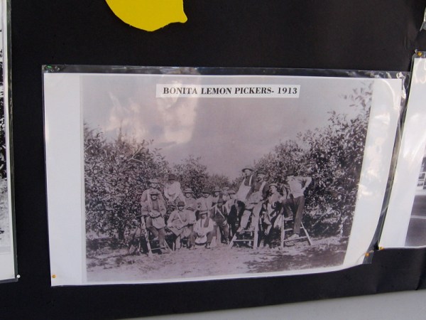Bonita lemon pickers, 1913.