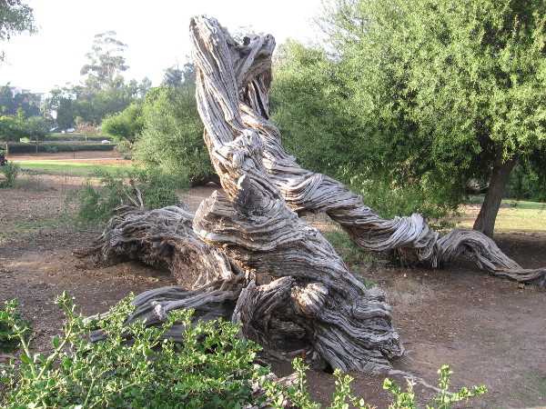 A twisted, wonderful Australian tea tree on Balboa Park's West Mesa.