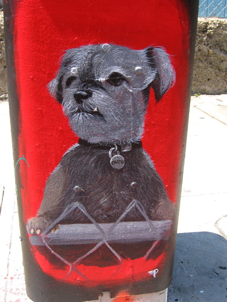 And this is Chato, a second dog who lives at the same house!