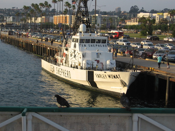Photo from the Steam Ferry Berkeley of Farley Mowat which is now docked in San Diego. Sea Shepherd's vessel will soon return to the Sea of Cortez to protect the vaquita.