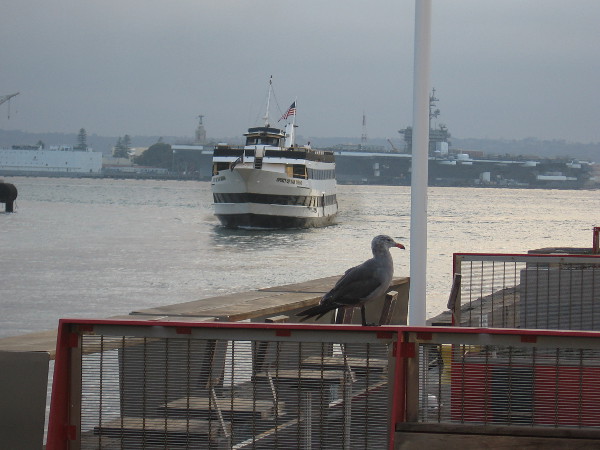 Spirit of San Diego is coming in from a harbor cruise.