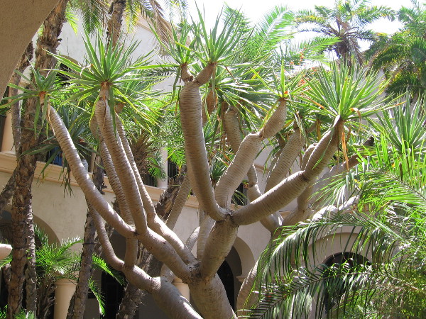 Sunlight reveals natural beauty at the House of Hospitality.